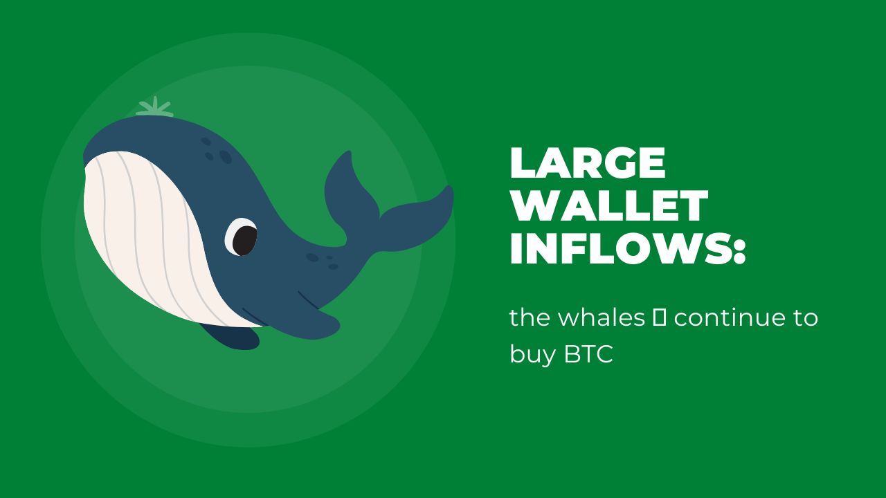 Large Wallet Inflows (Bitcoin)